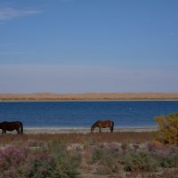 Nourata-lake-horse
